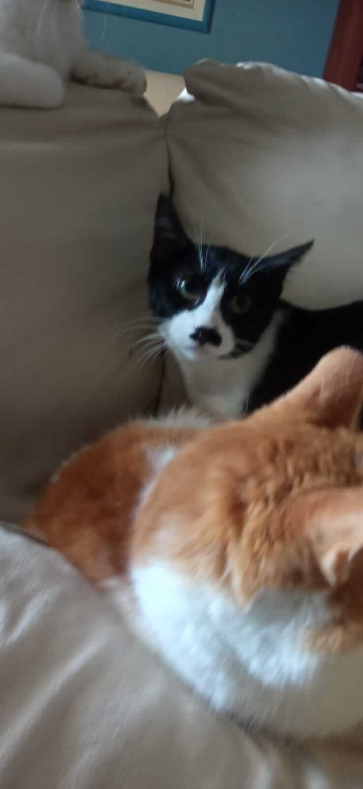 Schwarz-weisse Katze such neues Zuhause
