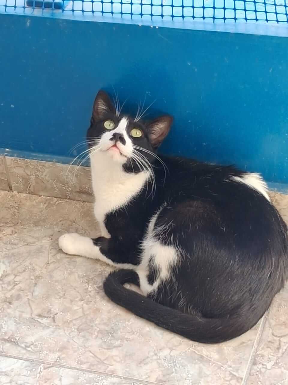 Katze adoptieren Dalia Athener cats