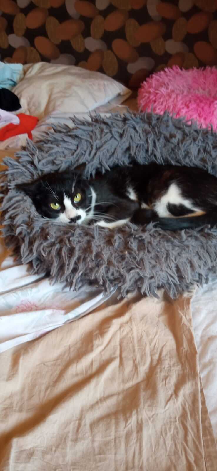 Schwarz-weisse Katze such neues Zuhause