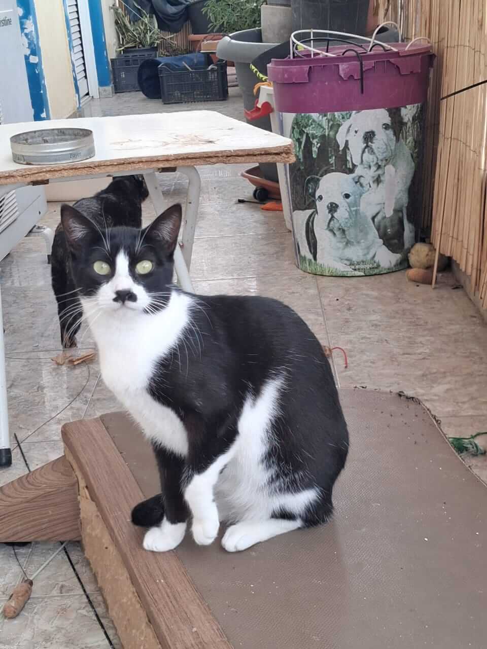 Katze adoptieren Dalia Athener cats