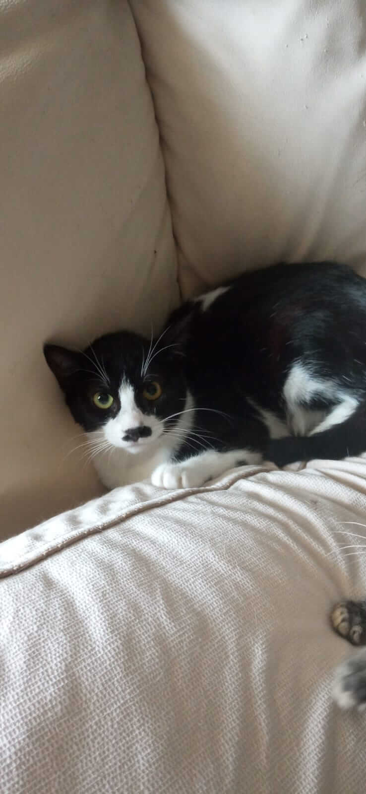 Schwarz-weisse Katze such neues Zuhause