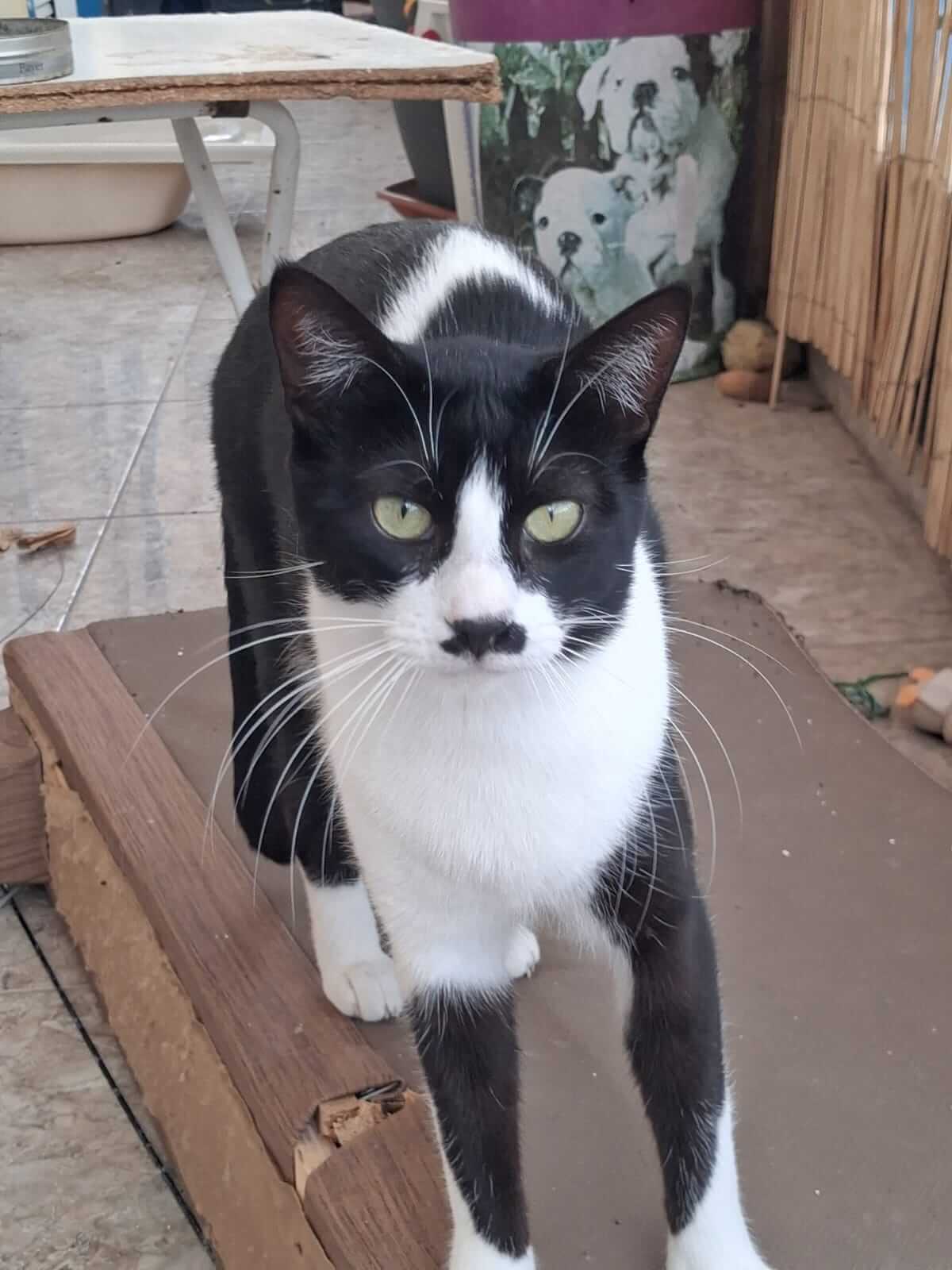 Katze adoptieren Dalia Athener cats