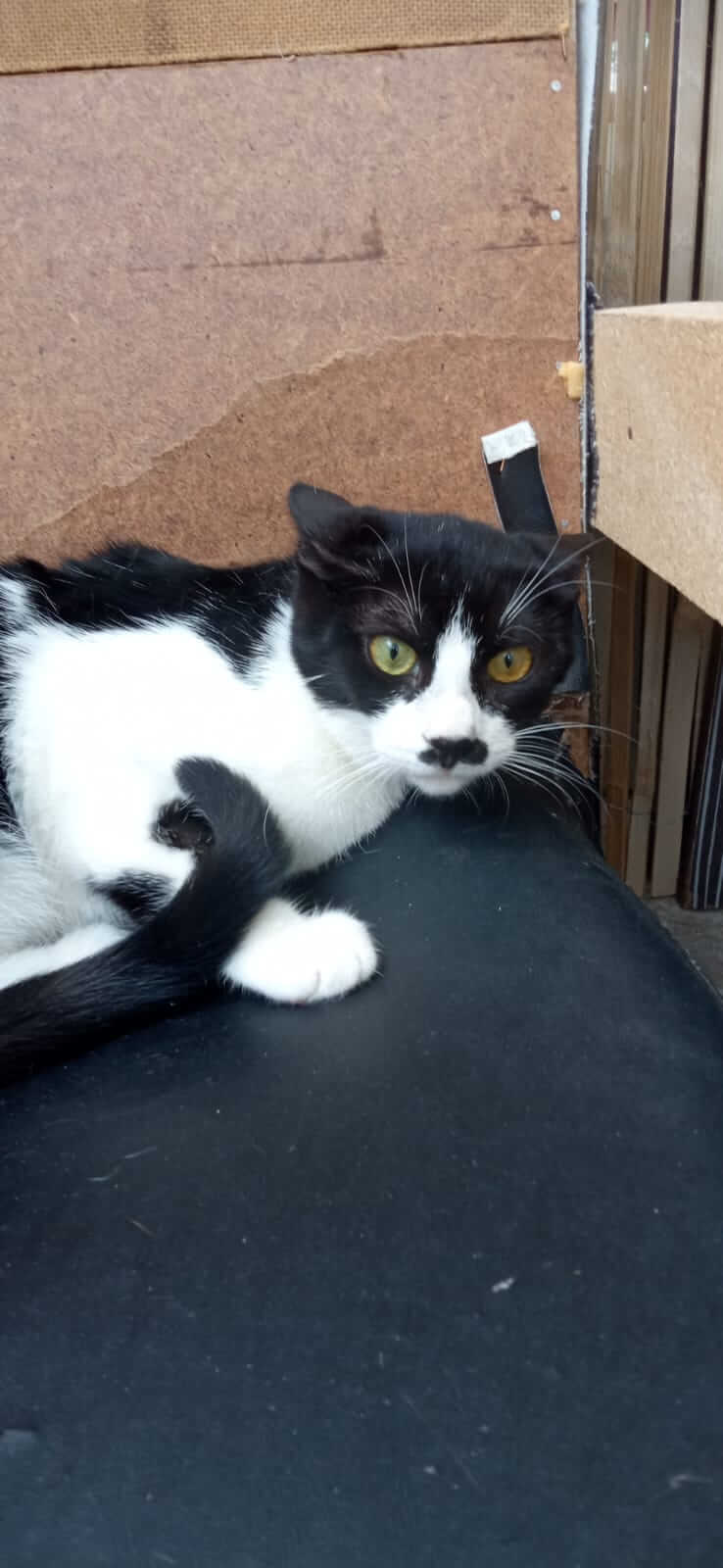 Schwarz-weisse Katze such neues Zuhause