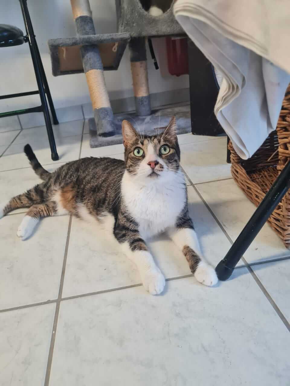 Adoptiere eine Katze