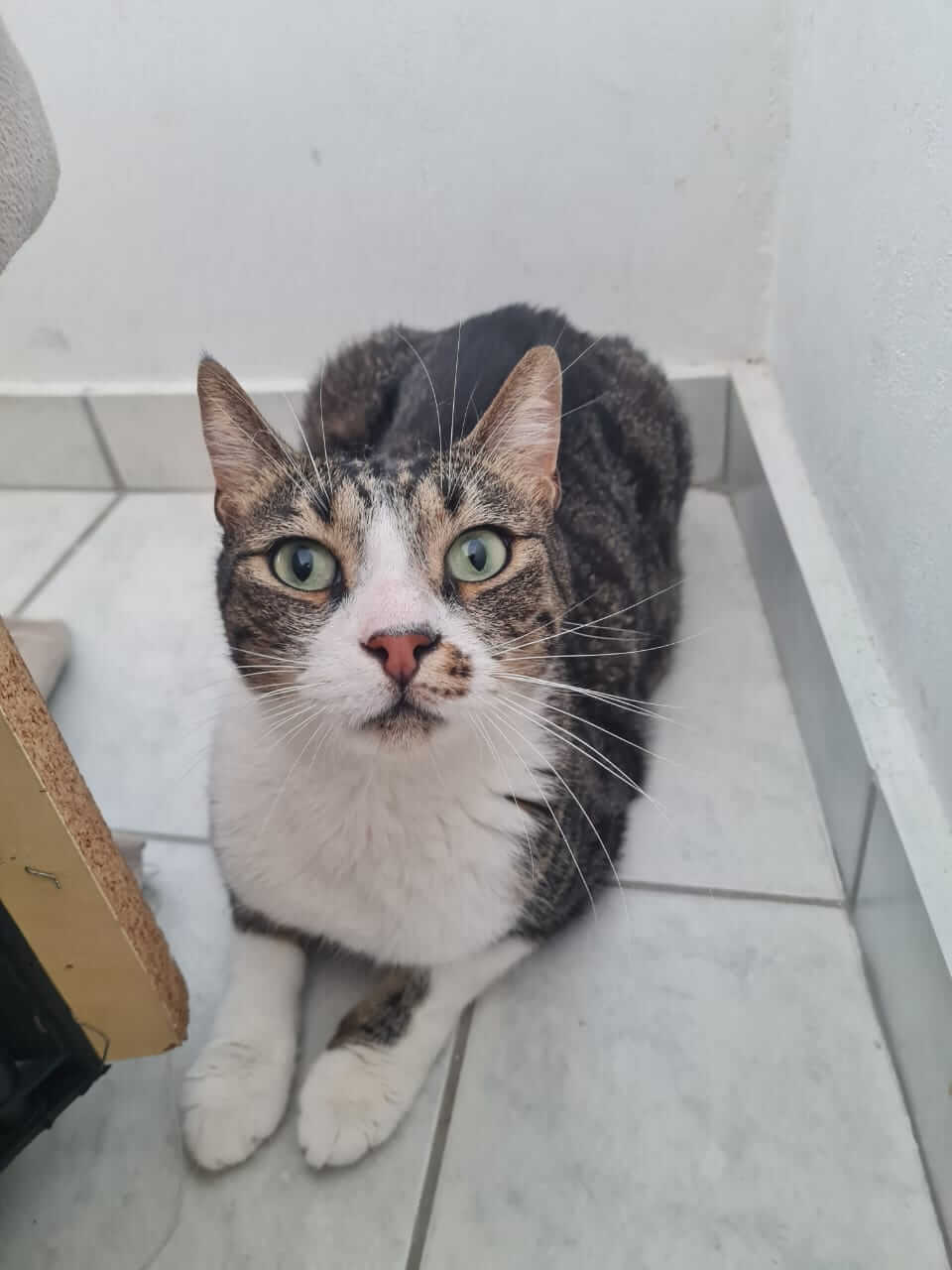 Adoptiere eine Katze