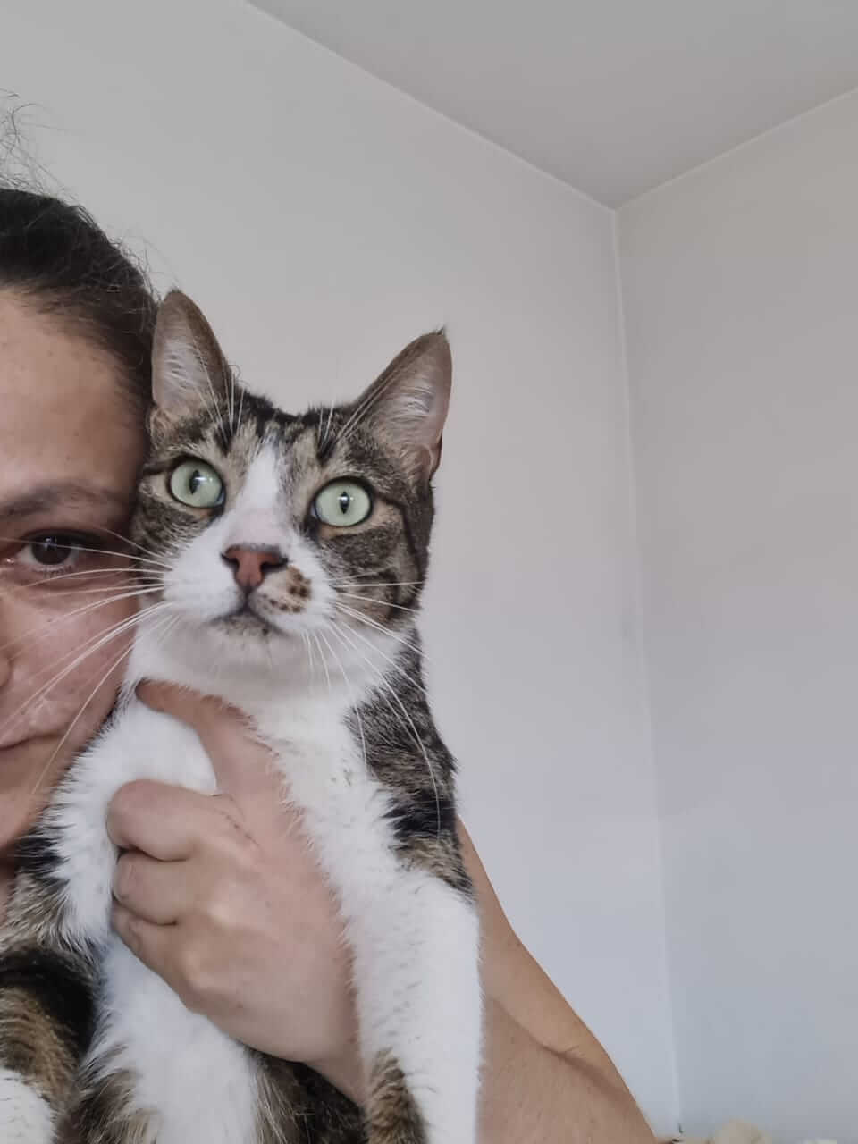 Adoptiere eine Katze