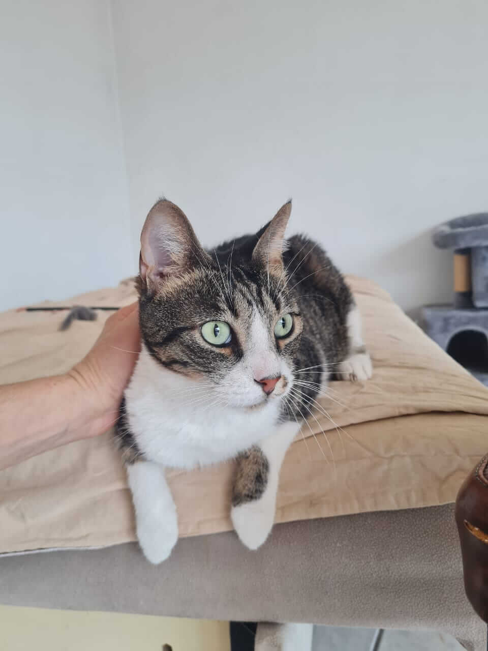 Adoptiere eine Katze