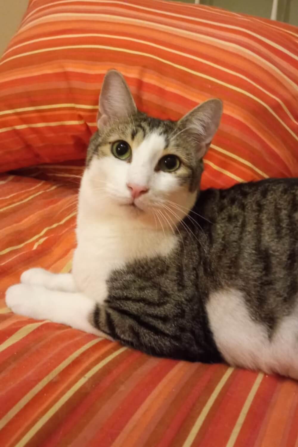 Katze adoptieren Douki, weiss getigerte Katze