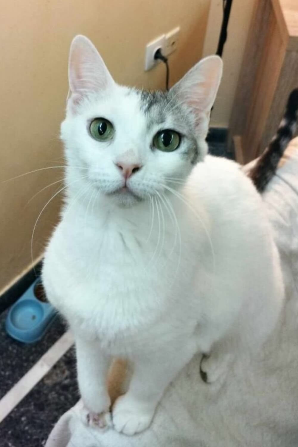 Katze adoptieren bei Athener Cats