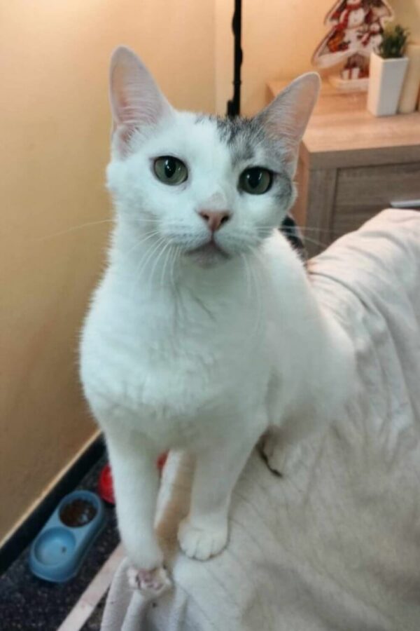 Katze adoptieren, die weisse Duchess