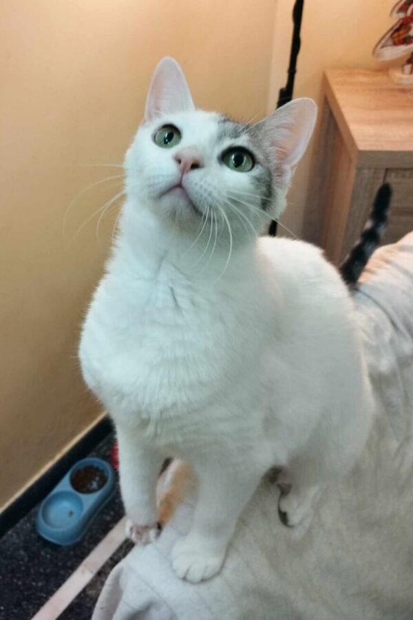 Katze adoptieren aus Athen Dutchess
