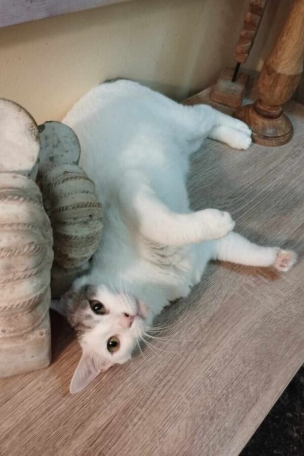 Katze adoptieren Athener Cats Duchess weiss
