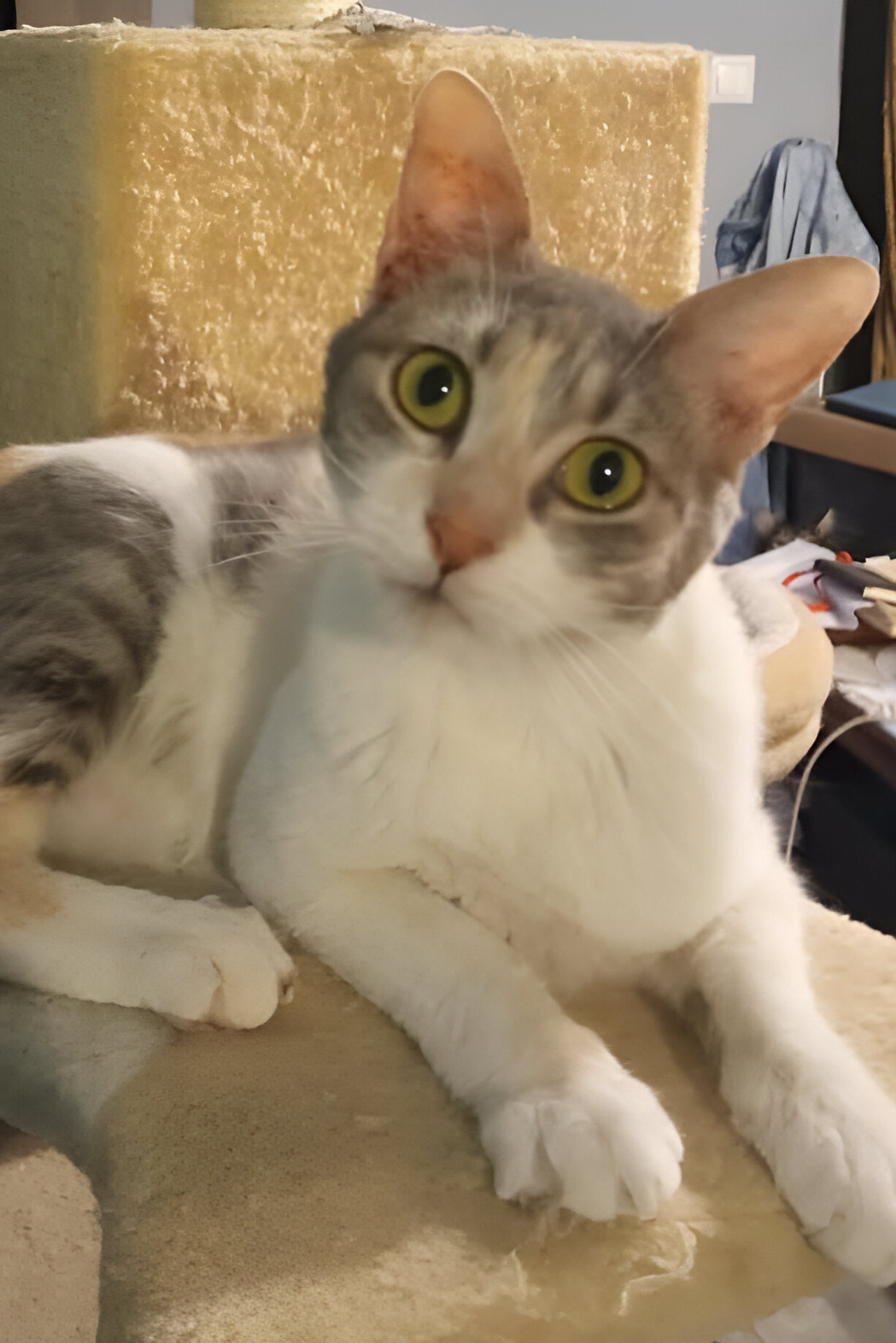 Katze adoptieren, Emma von Athener Cats