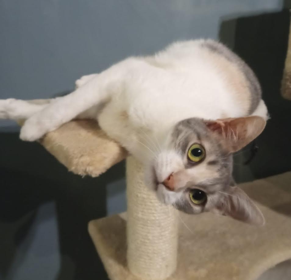 Katze adoptieren, Emma von Athener Cats