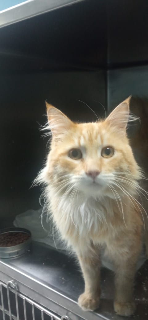 Katze adoptieren aus Griechenland