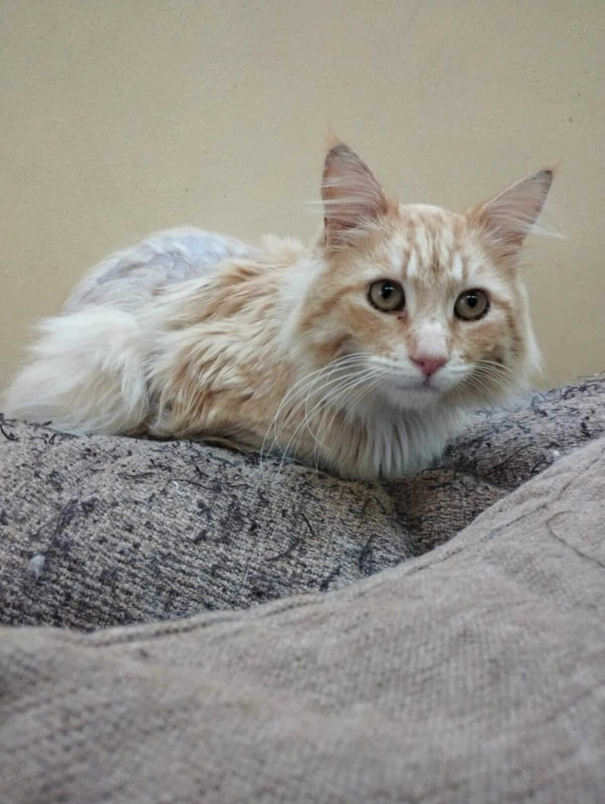 Katze adoptieren aus Griechenland