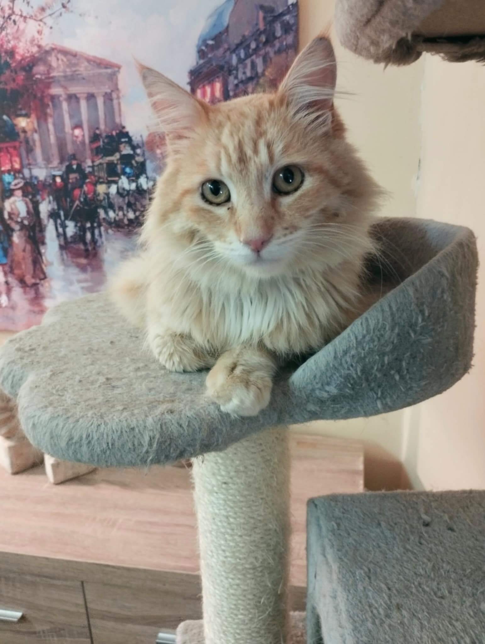 Katze adoptieren aus Griechenland
