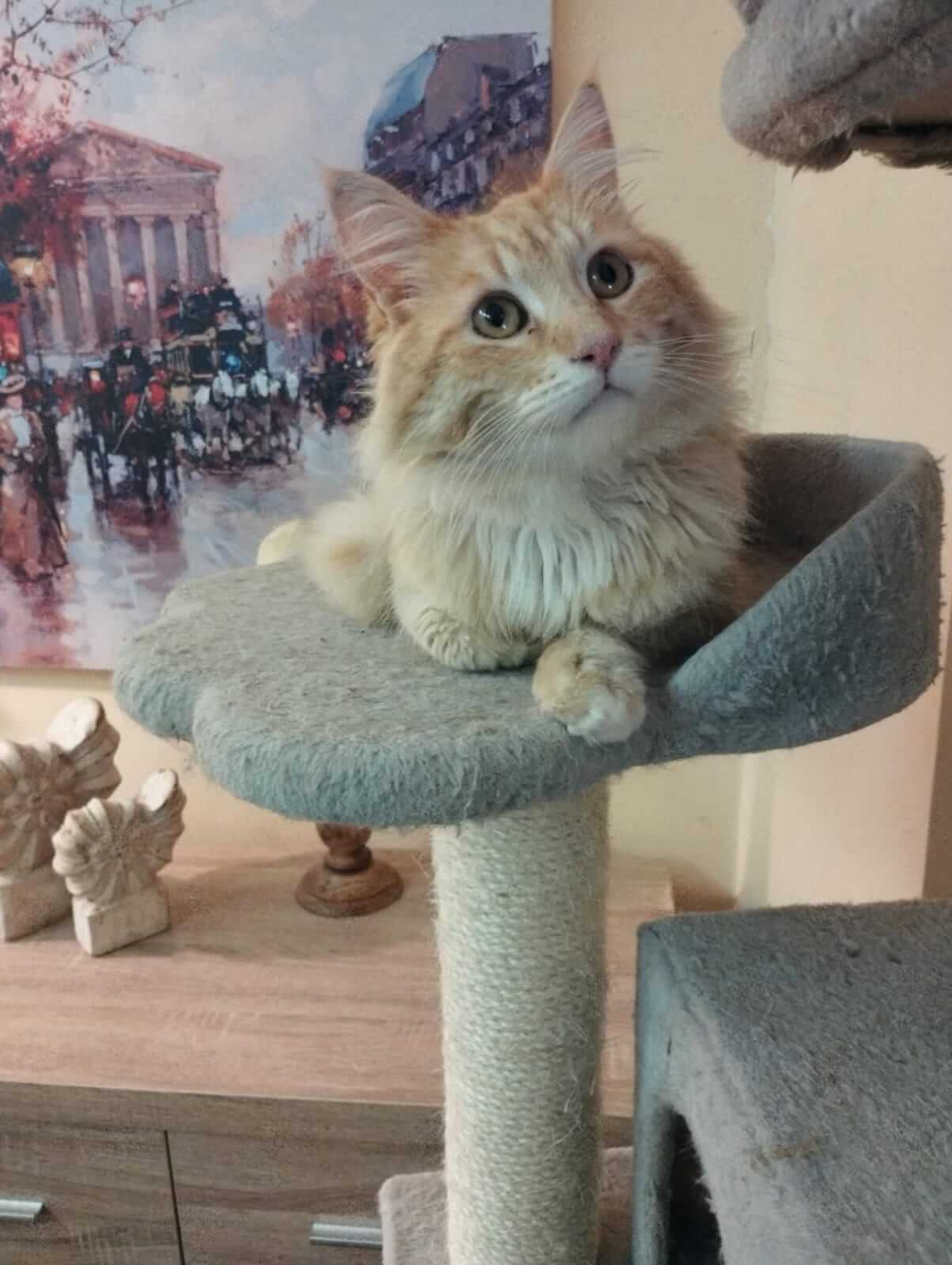 Langhaarkatze adoptieren