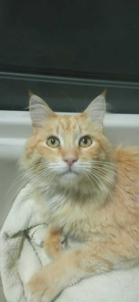 Katze adoptieren aus Griechenland