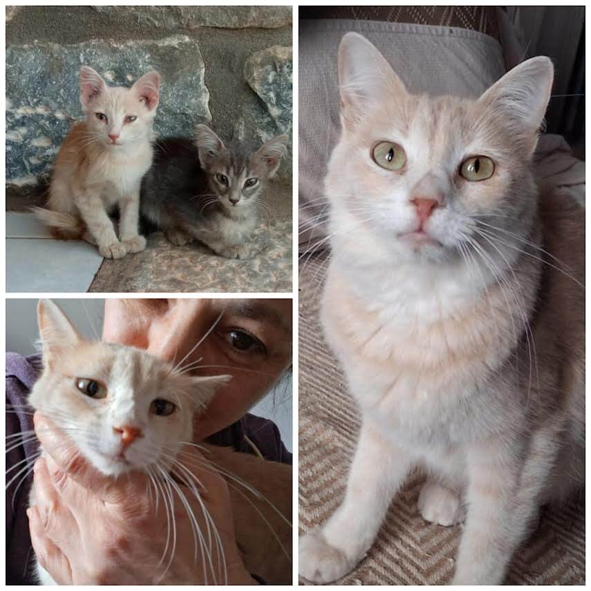 Adoptiere eine Katze aus Athen