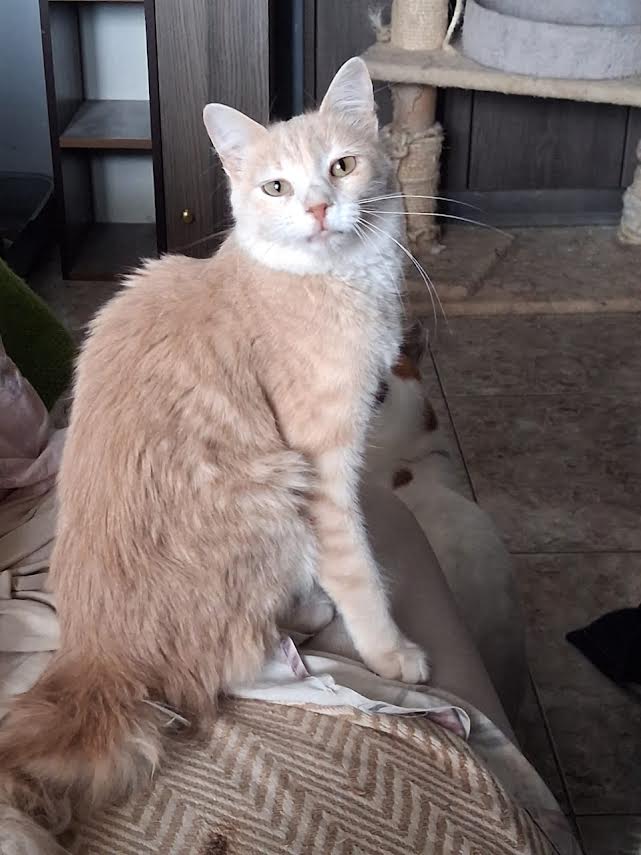 katze-adoptieren-gina-athener-cats-4 Adoptiere eine Katze aus Athen