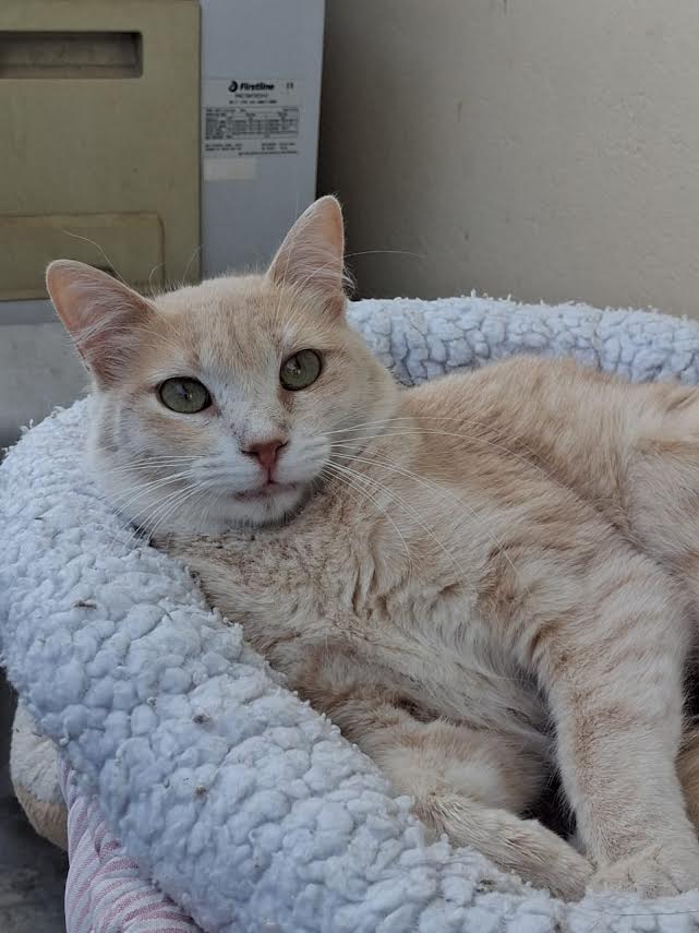 katze-adoptieren-gina-athener-cats-5 Adoptiere eine Katze aus Athen