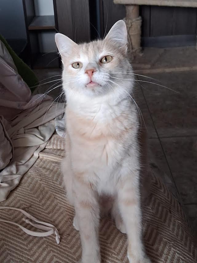 katze-adoptieren-gina-athener-cats-6 Adoptiere eine Katze aus Athen
