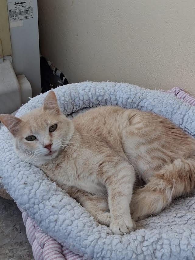 katze-adoptieren-ginaathener-cats-2 Adoptiere eine Katze aus Athen
