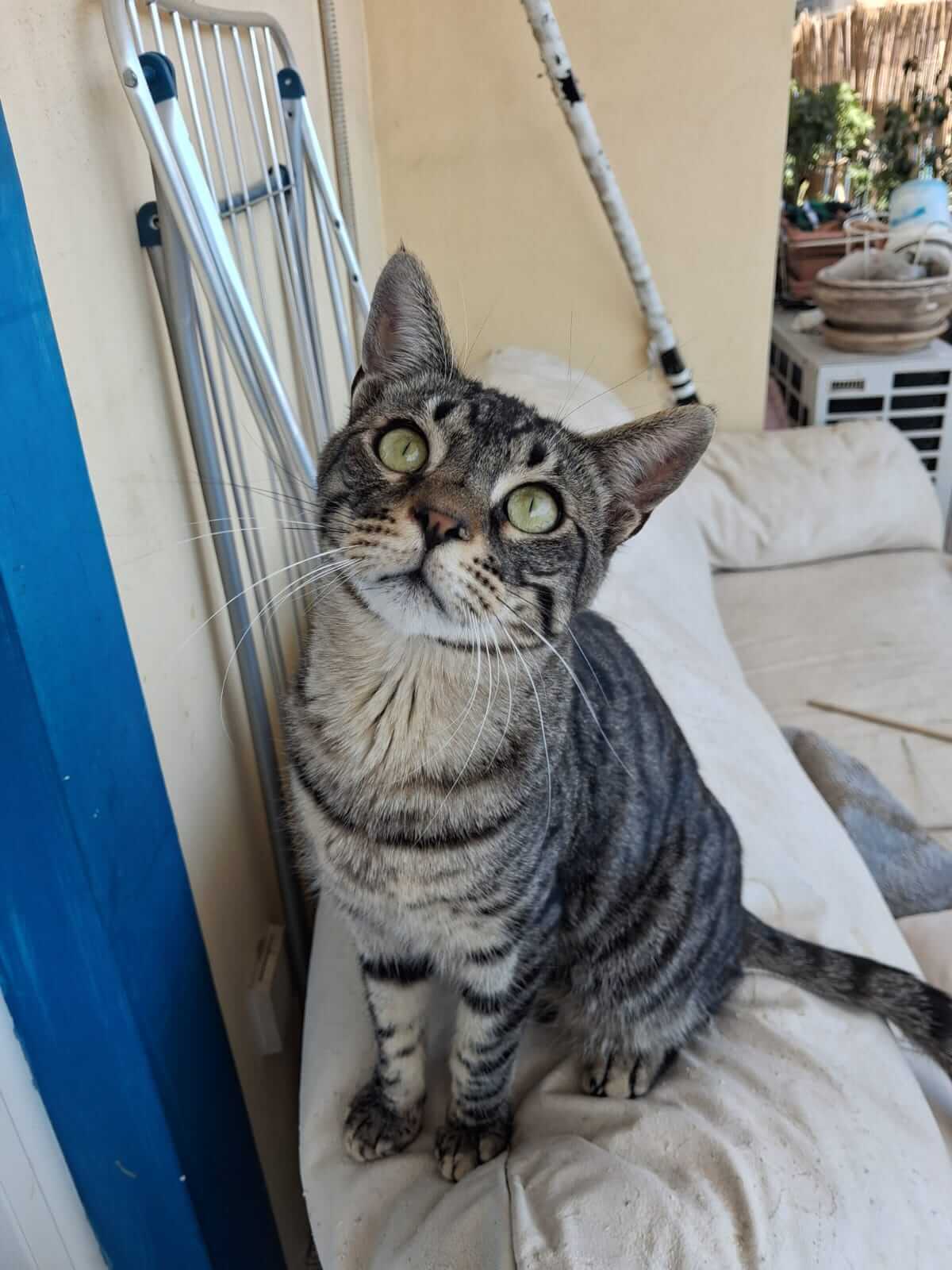 Kater adoptieren Gizmo athener cats