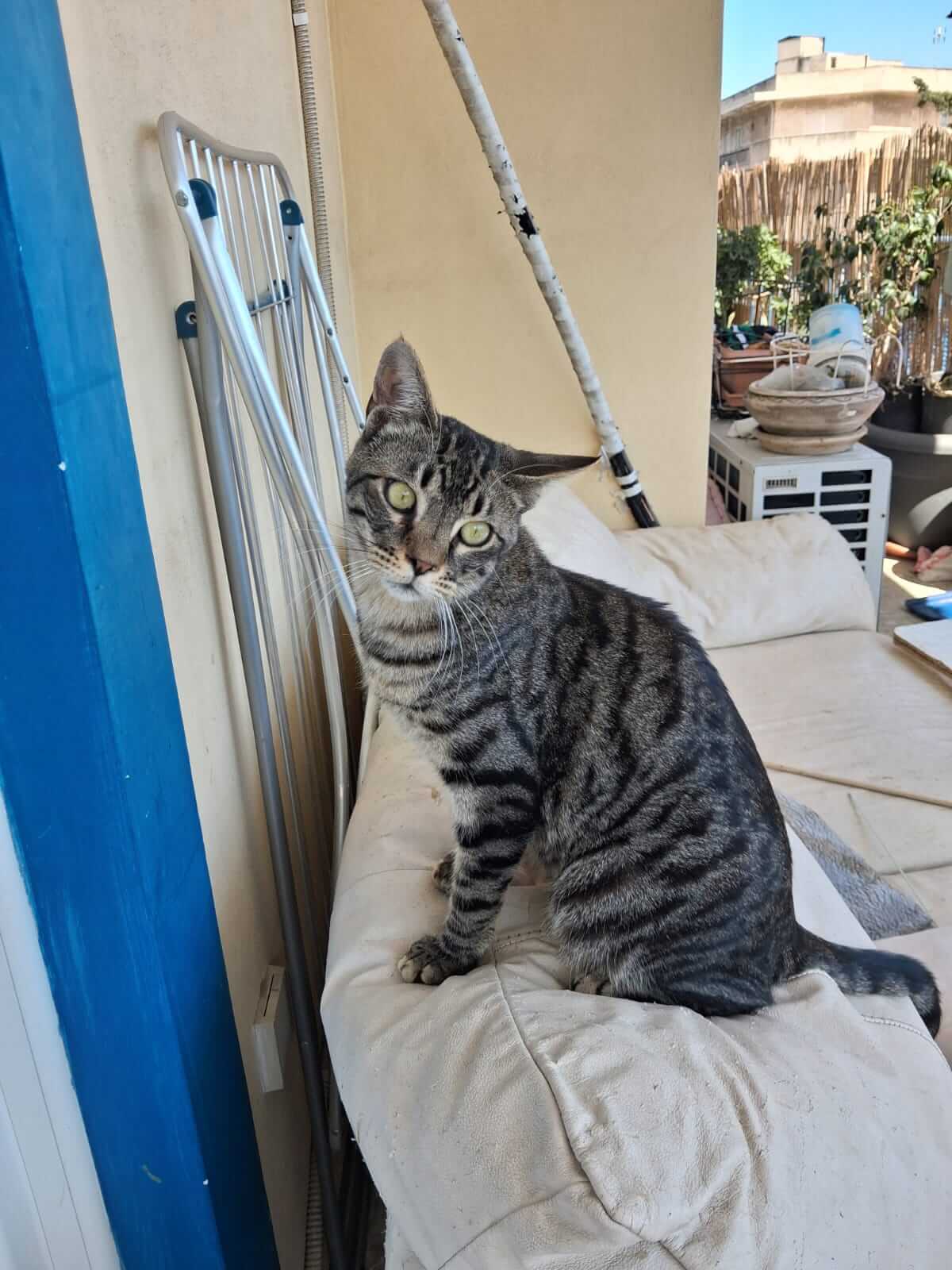Kater adoptieren Gizmo athener cats