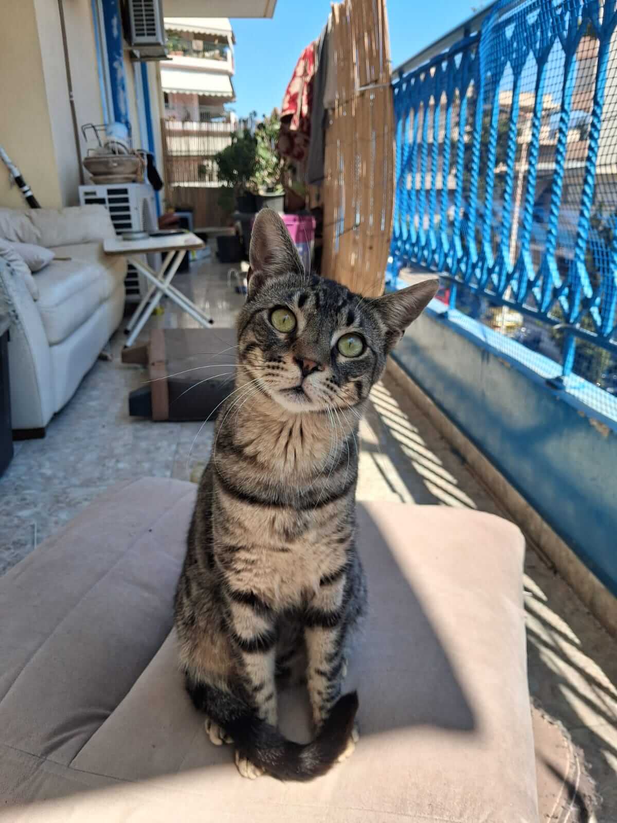 Kater adoptieren Gizmo athener cats