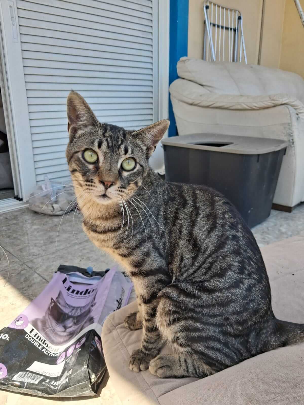 Kater adoptieren Gizmo athener cats