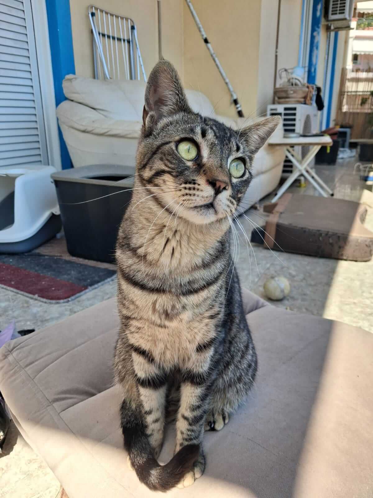 Kater adoptieren Gizmo athener cats