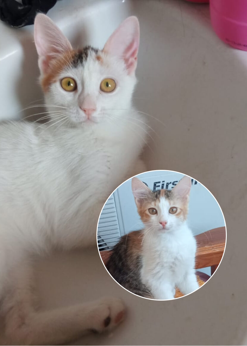 Zwei süsse Kätzchen suchen neues Zuhause
