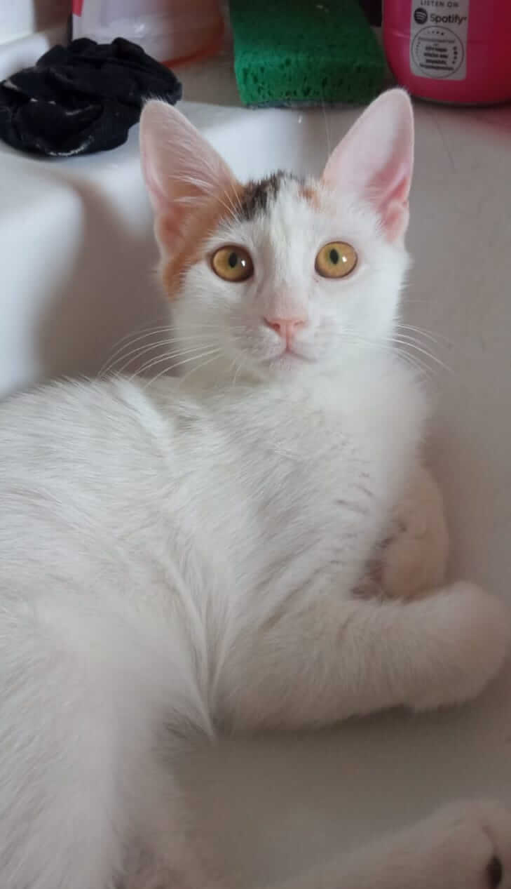 Süße Katze aus Athen