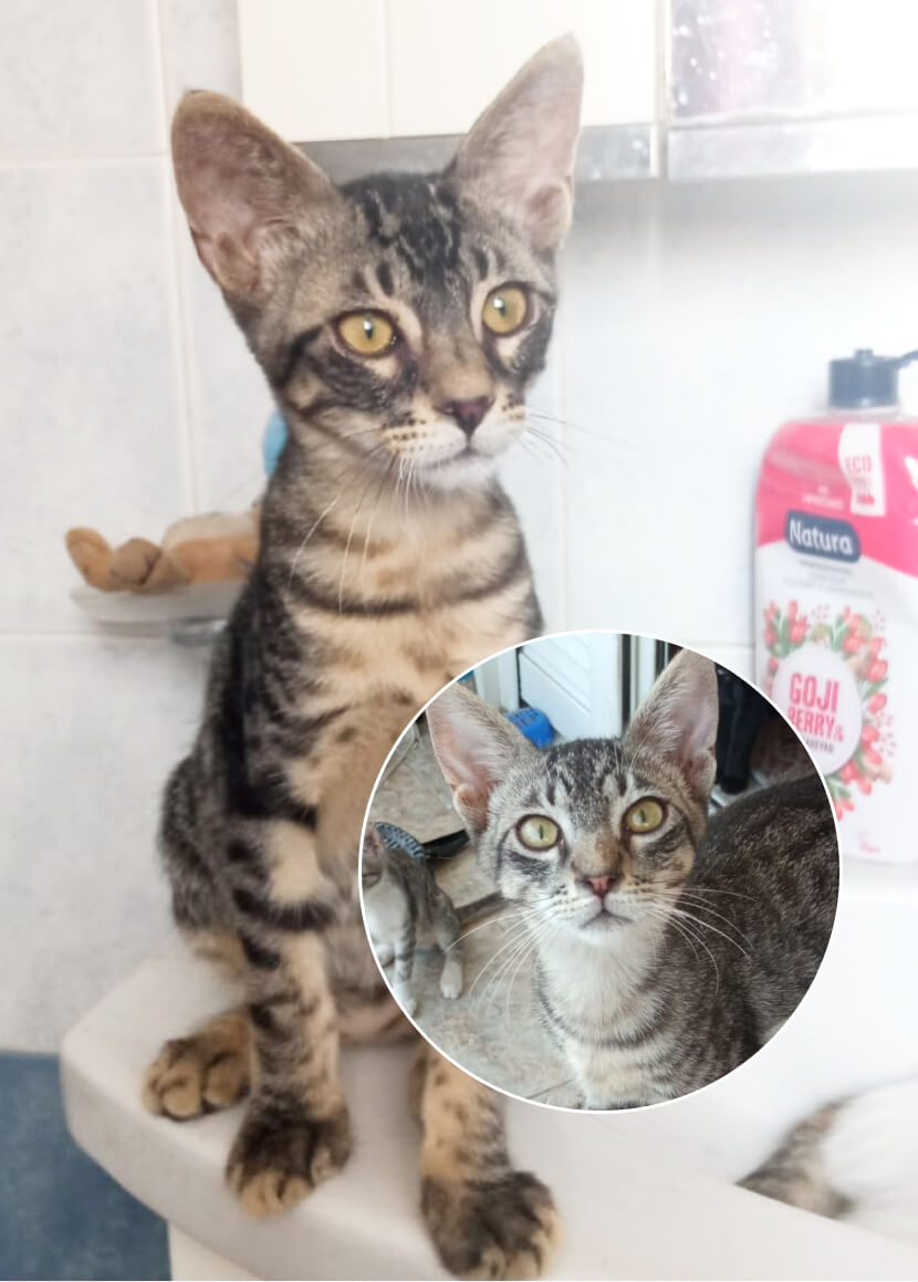 Gizmo und Gremlin zwei Katzengeschwister suchen ein neues Zuhause