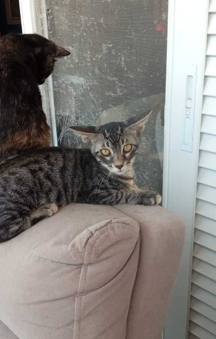 Gizmo und Gremlin zwei Katzengeschwister suchen ein neues Zuhause