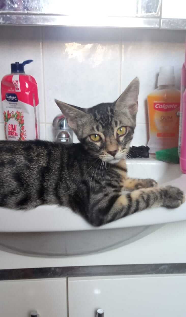 Gizmo und Gremlin zwei Katzengeschwister suchen ein neues Zuhause