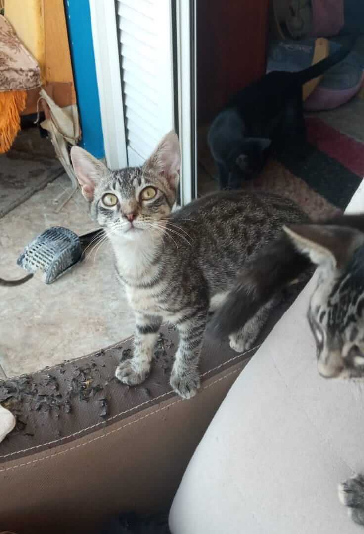 Gizmo und Gremlin zwei Katzengeschwister suchen ein neues Zuhause