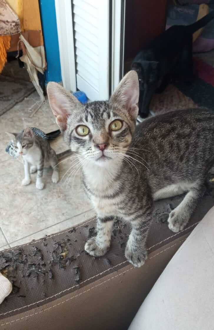 Gizmo und Gremlin zwei Katzengeschwister suchen ein neues Zuhause