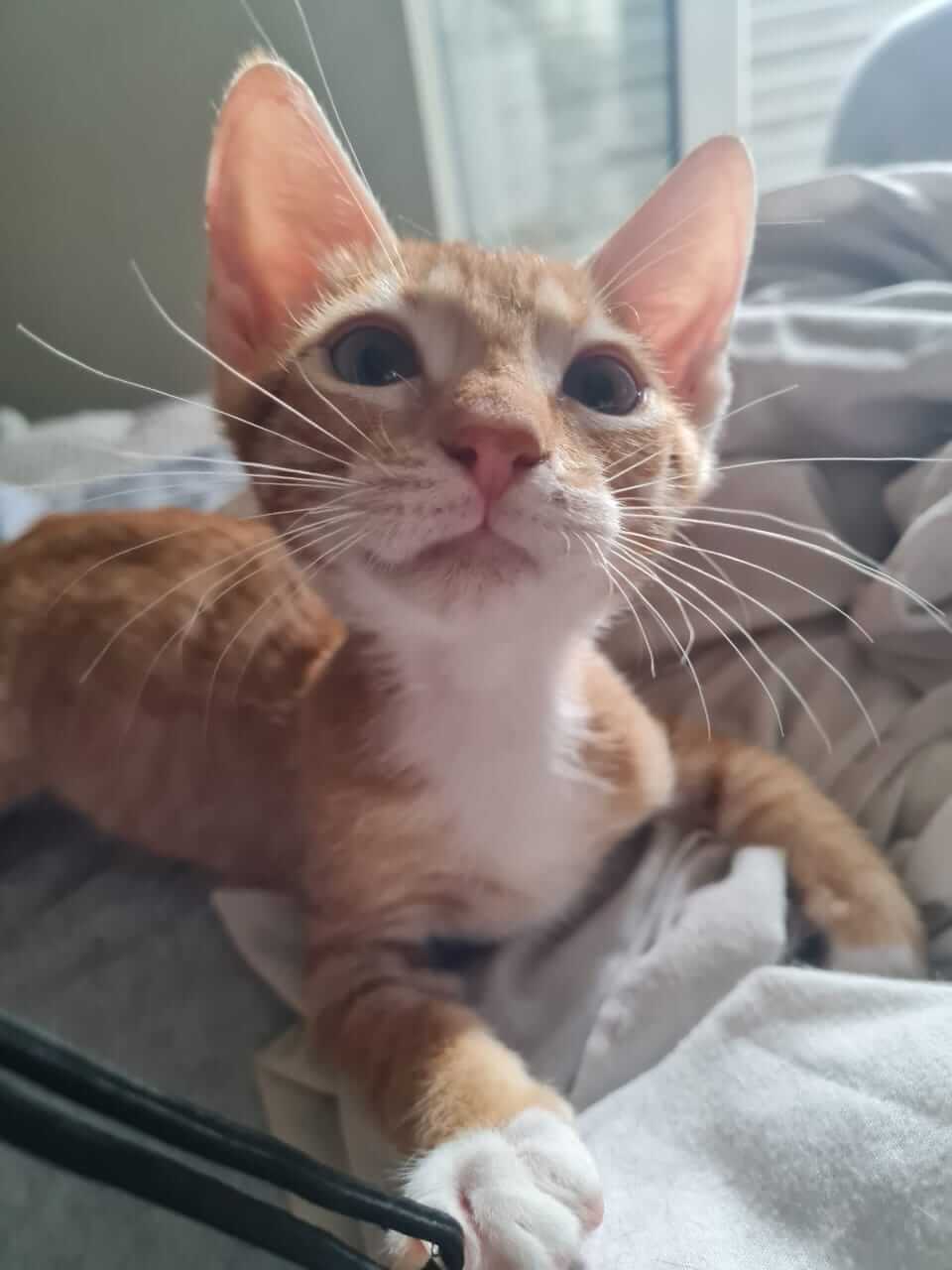 Orange und weiss getigerte Jungkatze zur Vermittlung