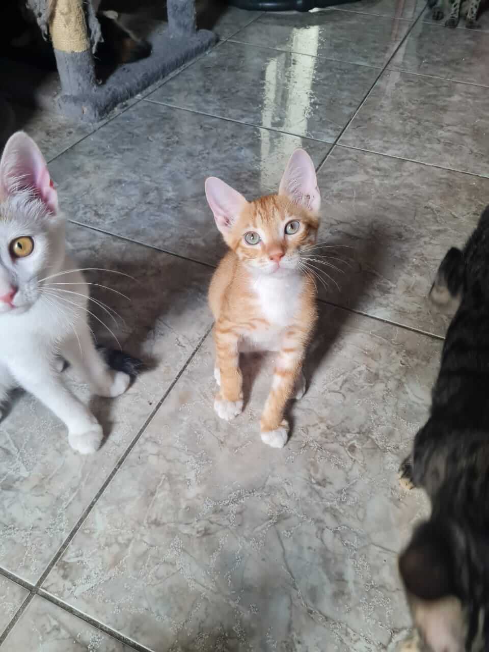 Orange und weiss getigerte Jungkatze zur Vermittlung