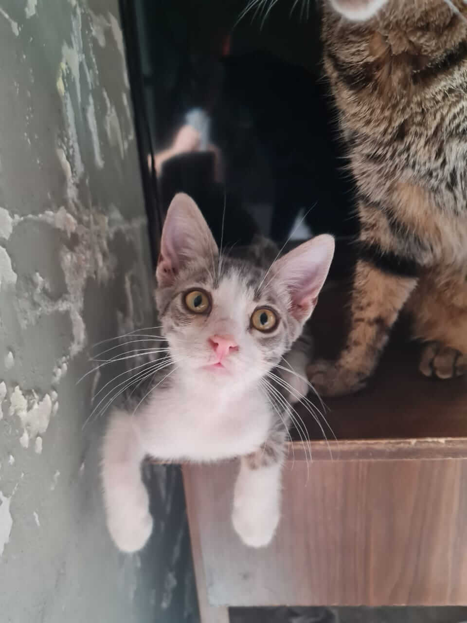 Orange und weiss getigerte Jungkatze zur Vermittlung