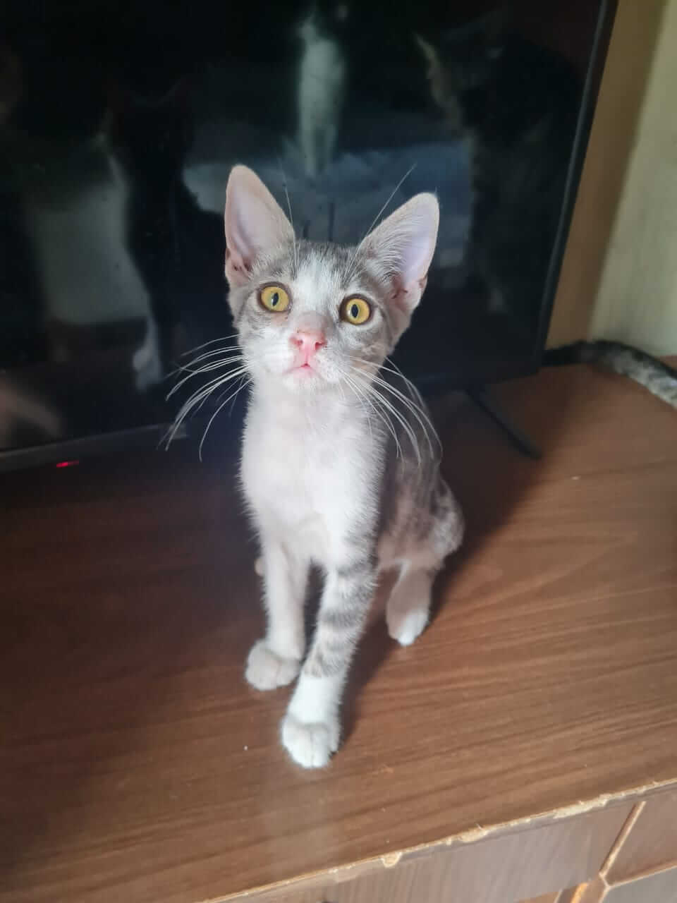 Orange und weiss getigerte Jungkatze zur Vermittlung