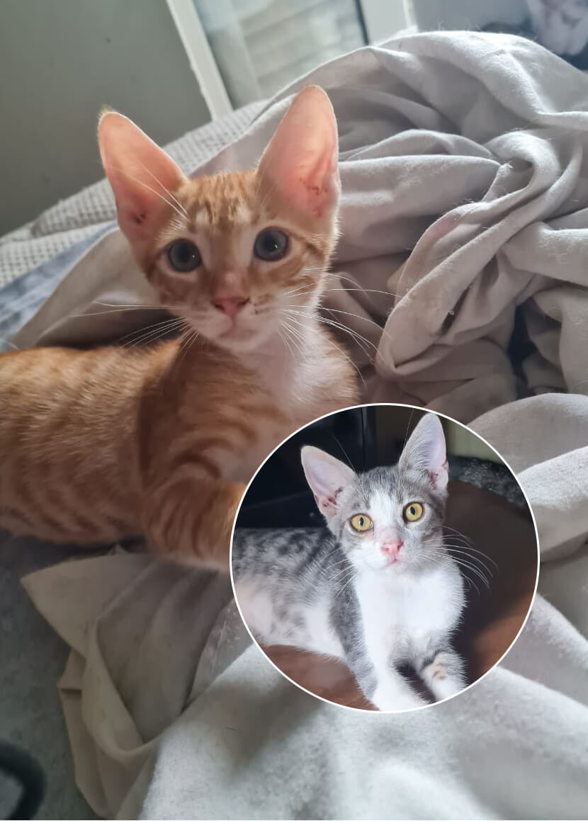 Orange und weiss getigerte Jungkatze zur Vermittlung