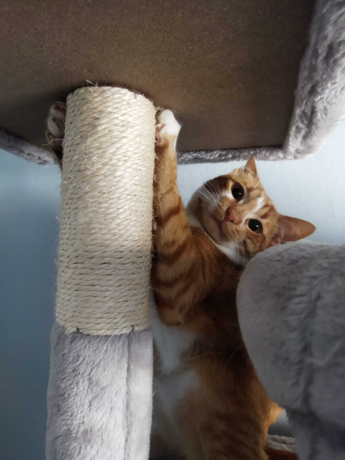 Adoptiere eine Katze in Not