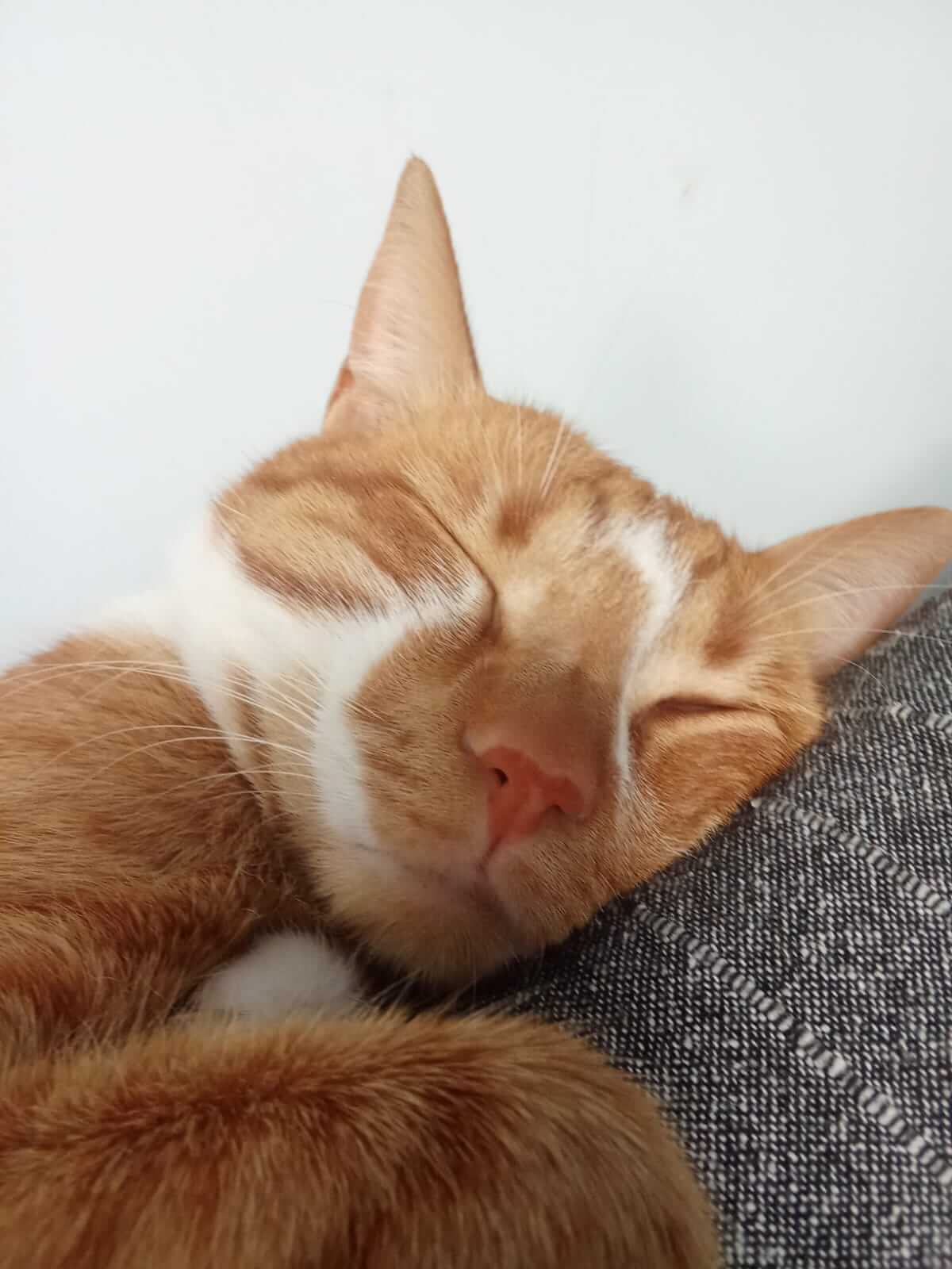 Adoptiere eine Katze in Not