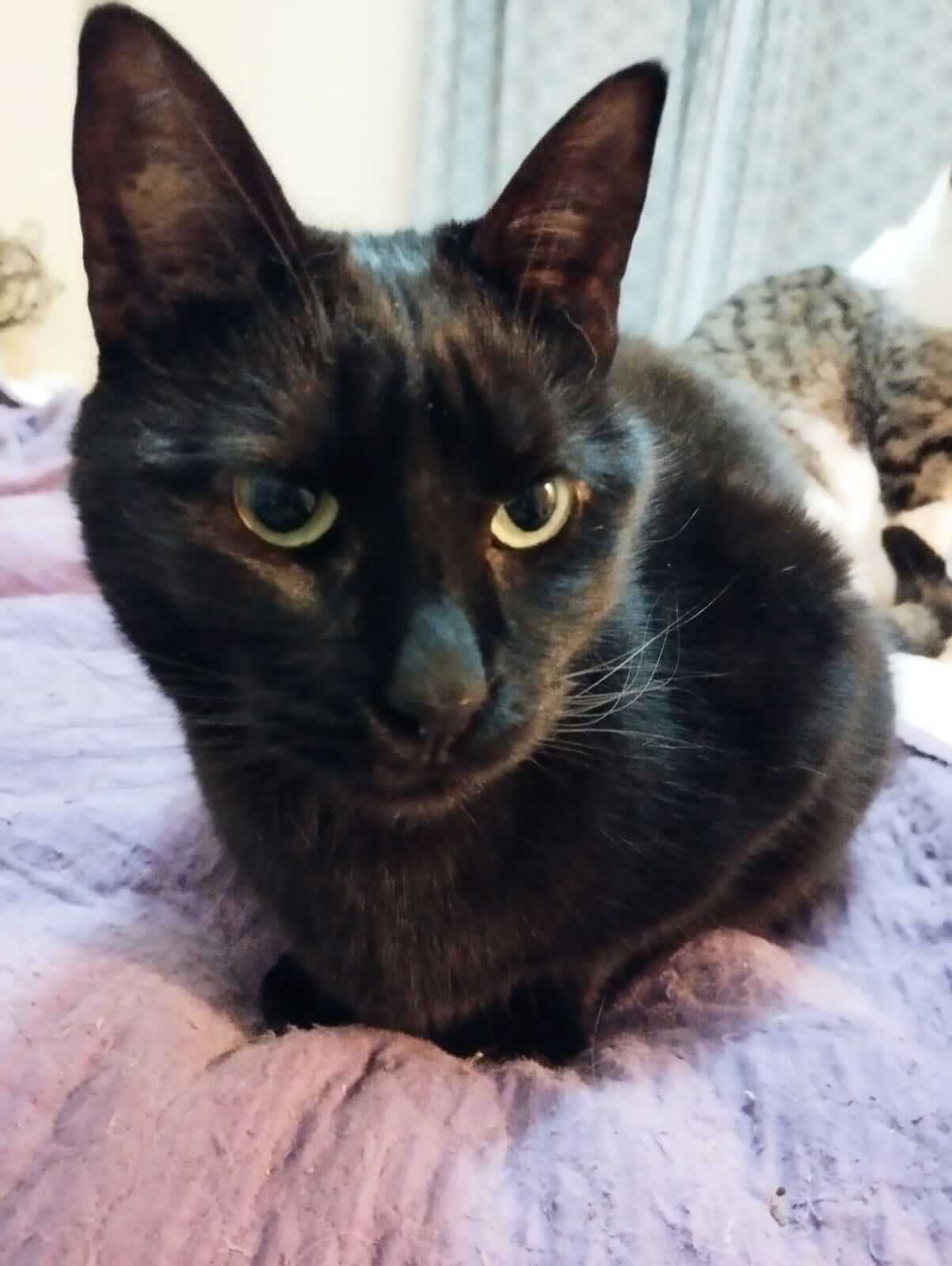 Schwarze Katze zu adoptieren