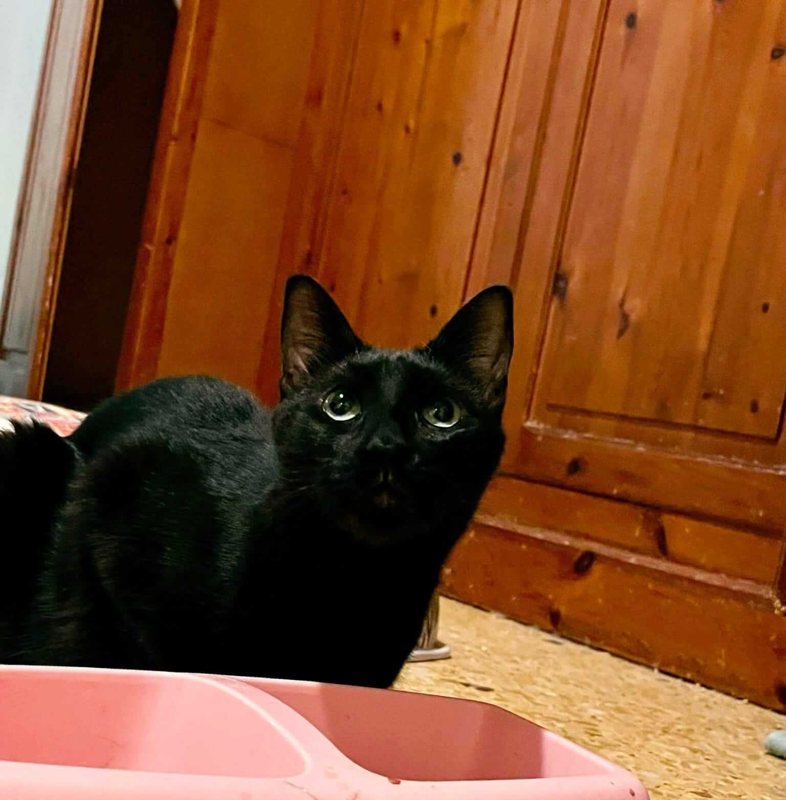 Schwarze Katze zu adoptieren