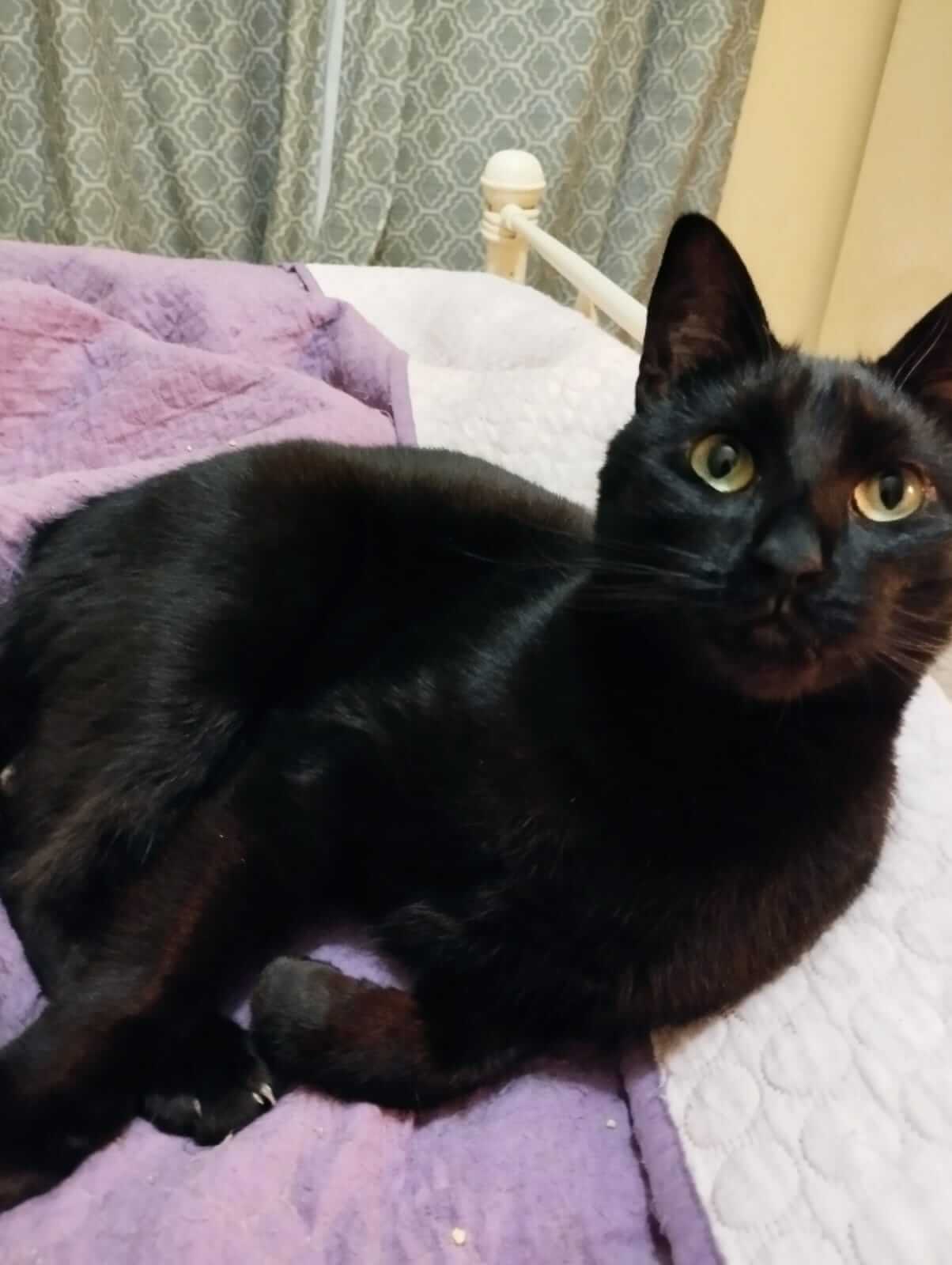 Schwarze Katze zu adoptieren